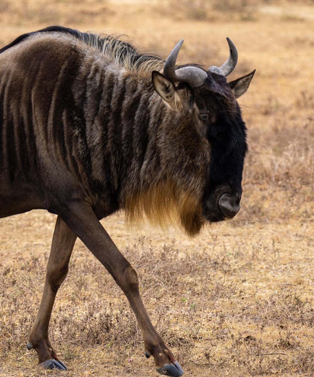 Wildebeest in Serengeti